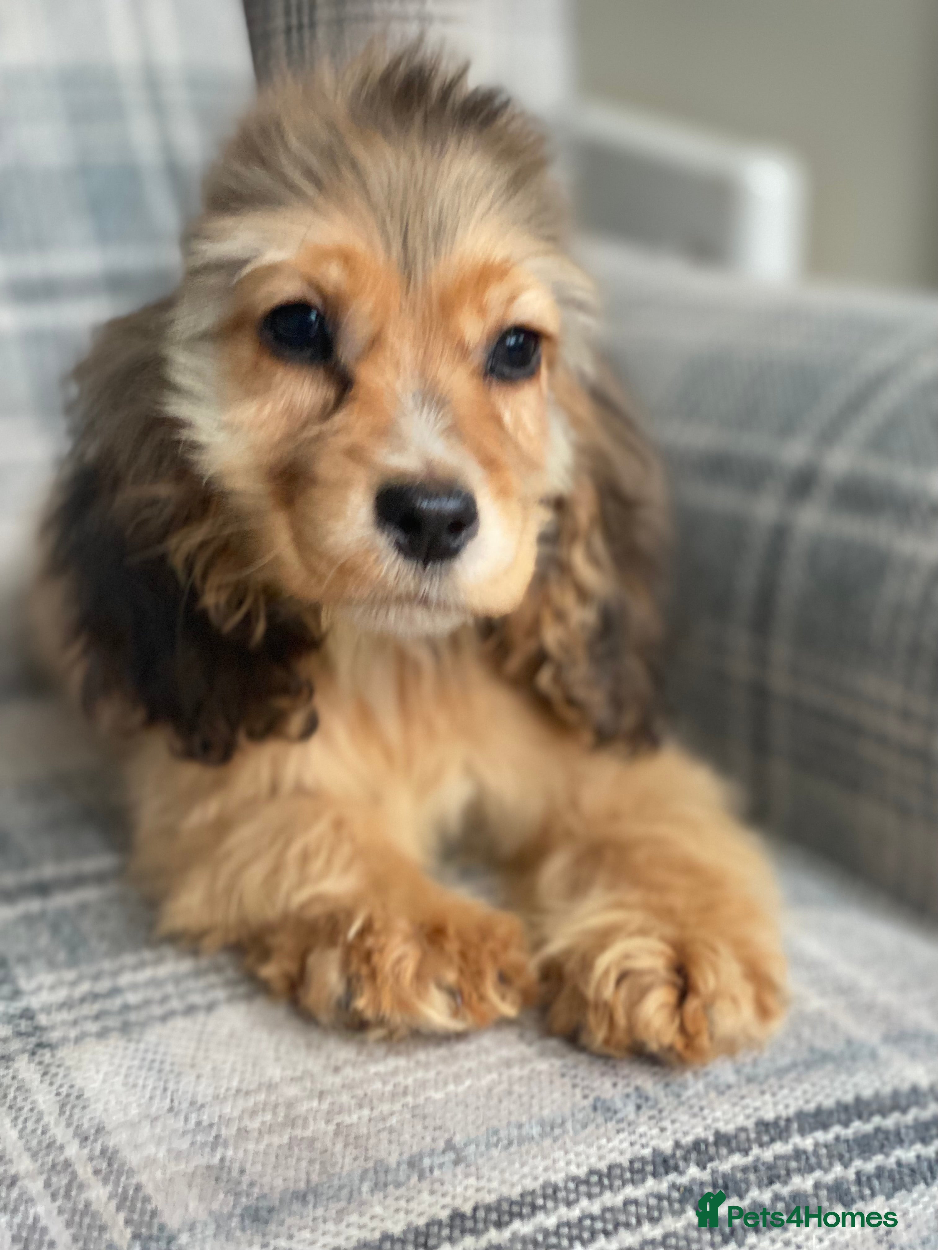 Cocker Spaniel dogs KC SHOW TYPE COCKER REGISTERED - Advert 18