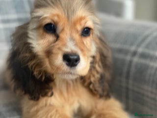 Cocker Spaniel dogs KC SHOW TYPE COCKER REGISTERED - Advert 6