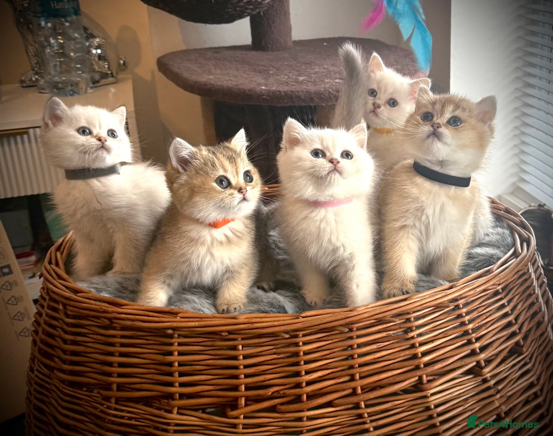 Scottish Fold cats for sale: 😻Pure breed Stunning Scottish straight angels 😻 - Image 1
