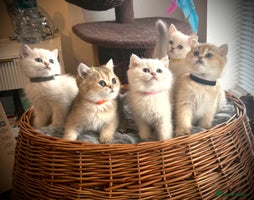 Scottish Fold cats - Advert 2