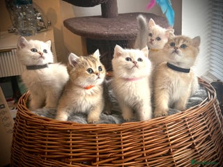 Scottish Fold cats - Advert 4