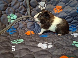 Guinea Pig rodents Beautiful Baby guinea pigs looking for new home - Advert 1