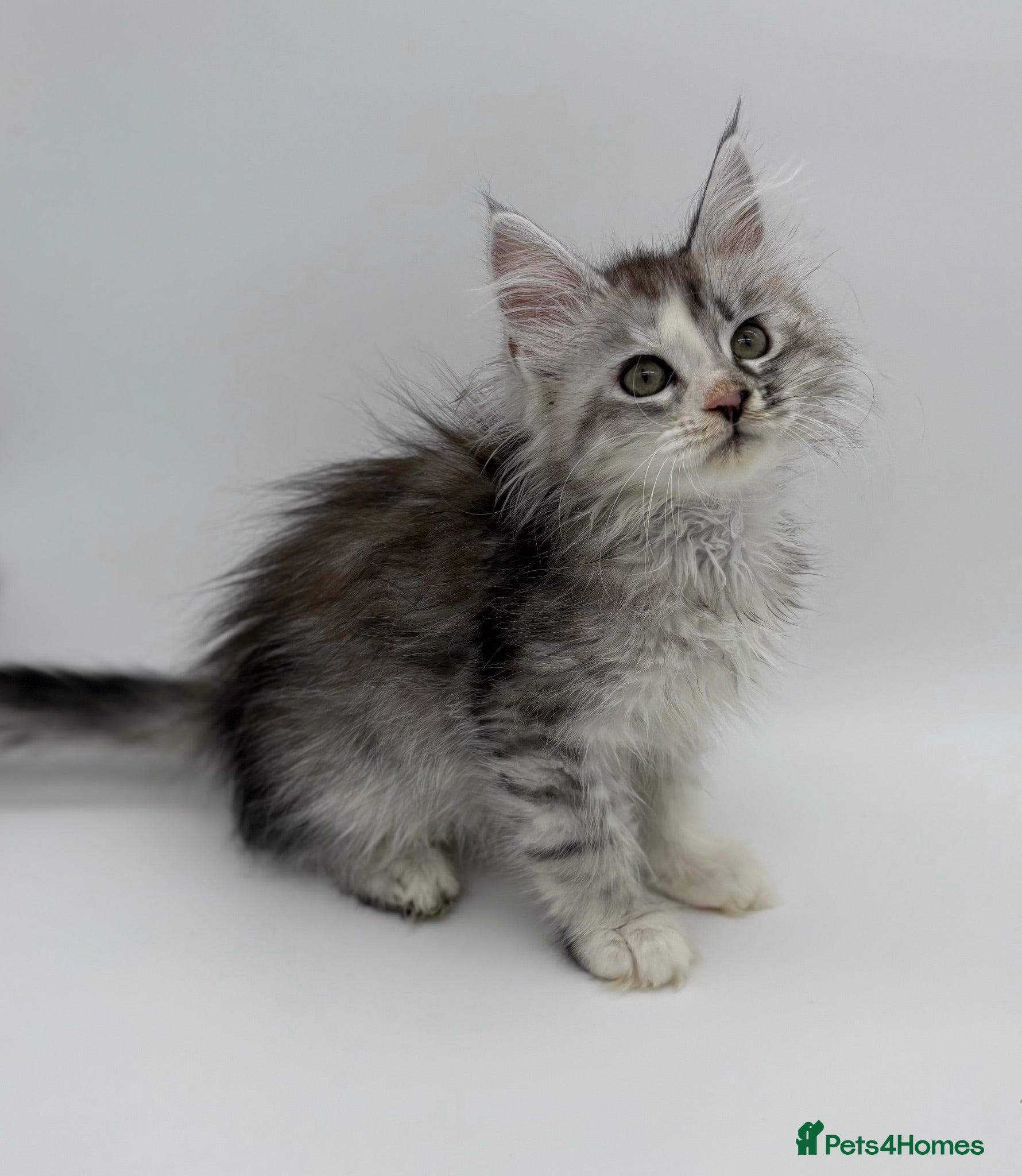 Maine Coon cats Maine coon kittens READY NOW - Advert 2