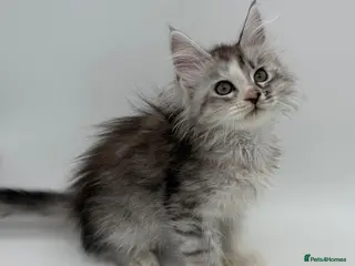 Maine Coon cats Maine coon kittens READY NOW - Advert 3