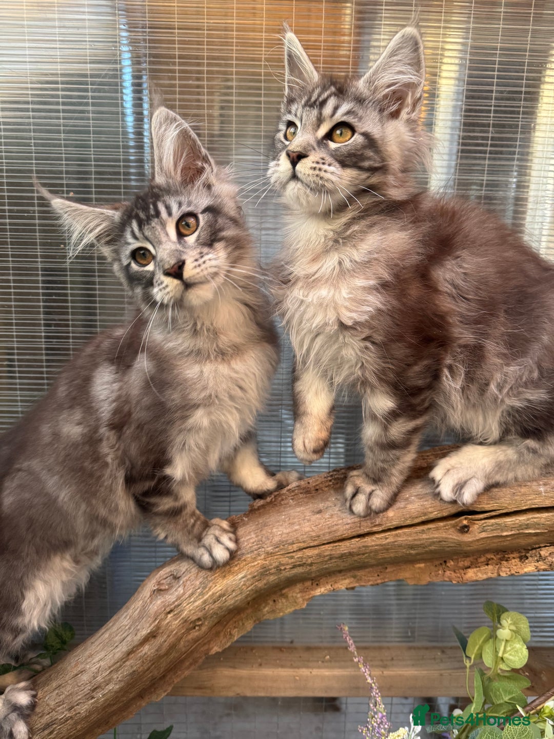 Maine Coon cats for sale: Stunning silver/black tabby MC boys available  - Advert 17