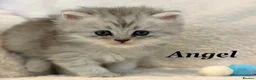 Persian cats for sale: Six absolutely stunning Persian Kittens - Advert 11