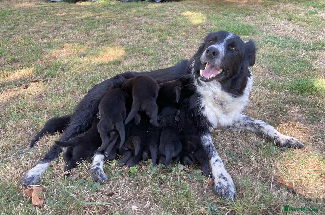 Borador dogs for sale: Beautiful Collie x Labrador Puppies - Image 2