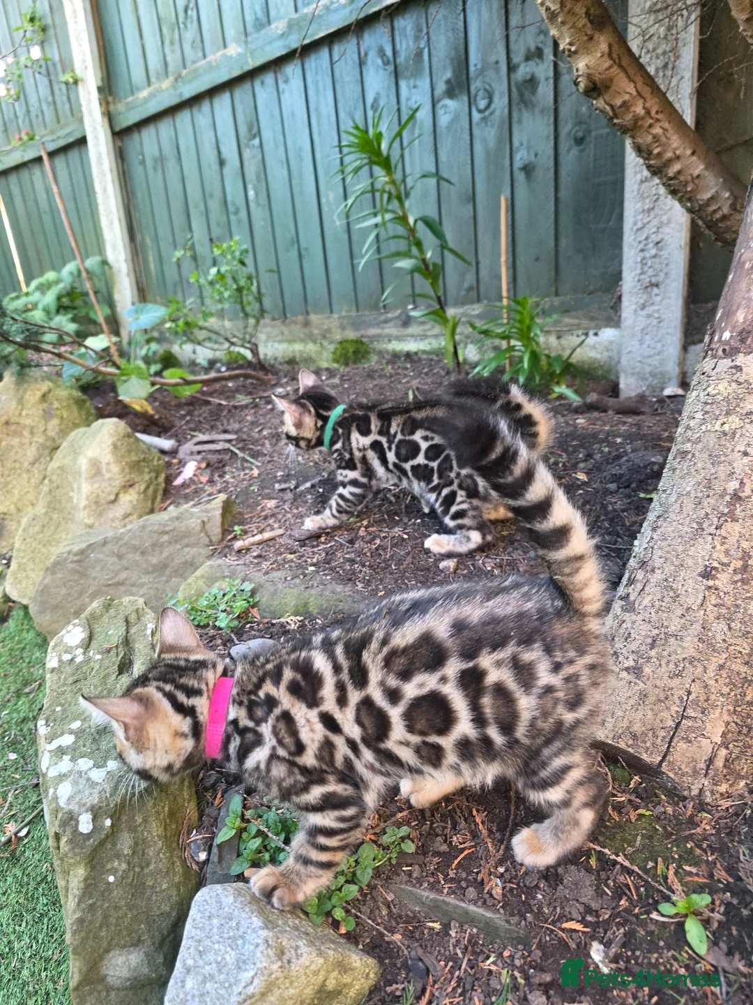 Bengal cats for sale: Pure Pedigree Bengal Kittens – 3 Boys, 2 Girls - Advert 2