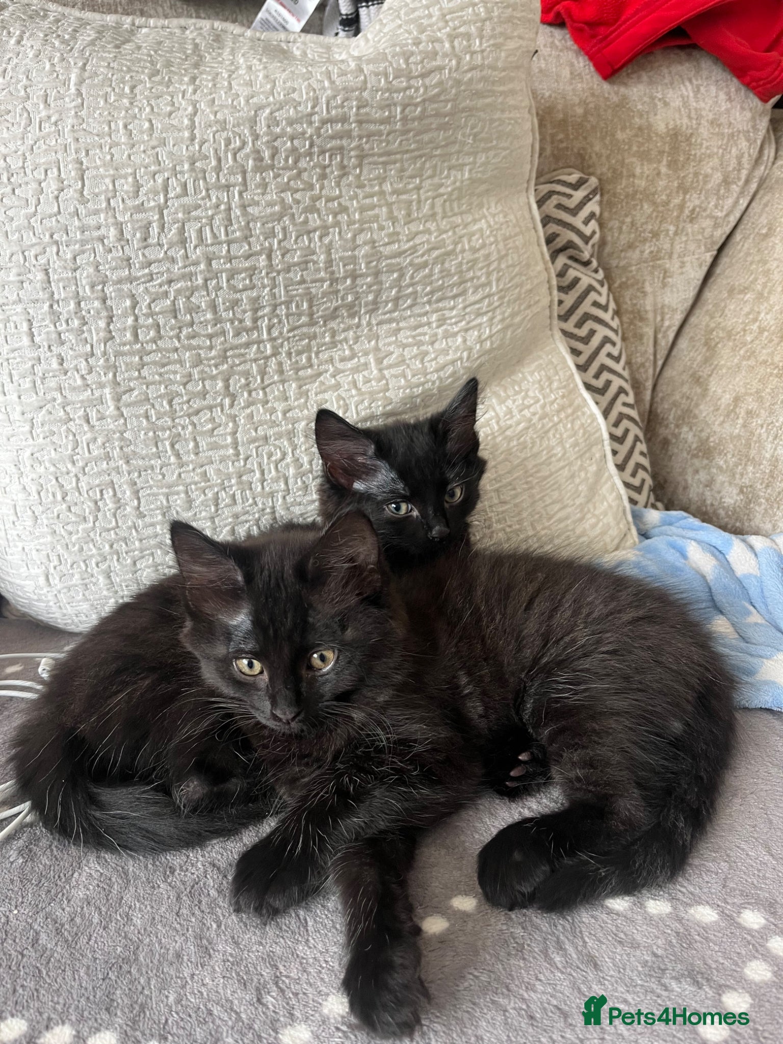 Mixed Breed cats  Ready for rehoming-3 fluffy kittens (prices vary) - Advert 3