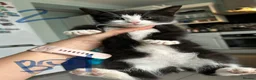 Mixed Breed cats for sale: Beautiful Playful Kittens - Advert 2