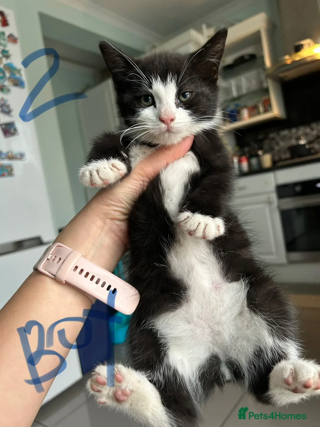 Mixed Breed cats for sale: Beautiful Playful Kittens - Advert 2
