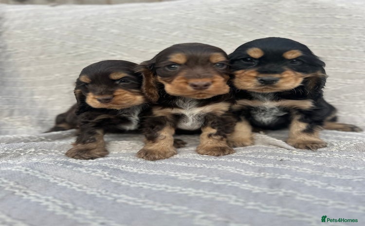 Cocker Spaniel dogs - Advert 1