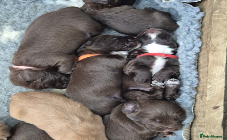 Cocker Spaniel dogs Cocker Spaniel Puppies, ready 22nd Dec! - Advert 15