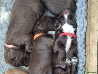 Cocker Spaniel dogs Cocker Spaniel Puppies, ready 22nd Dec! - Advert 5