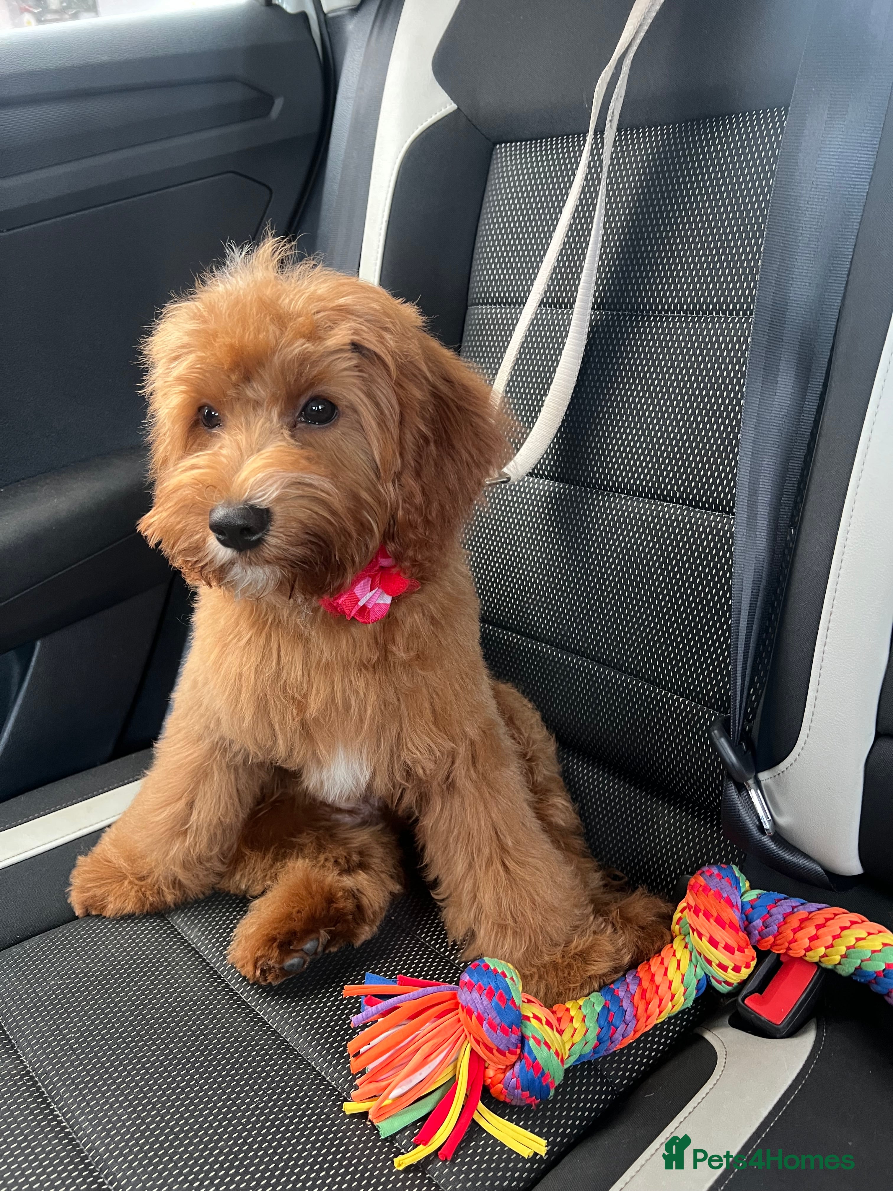 Cavapoo dogs Kenzo - Advert 1