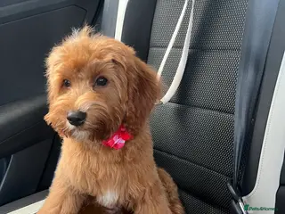 Cavapoo dogs Kenzo - Advert 1