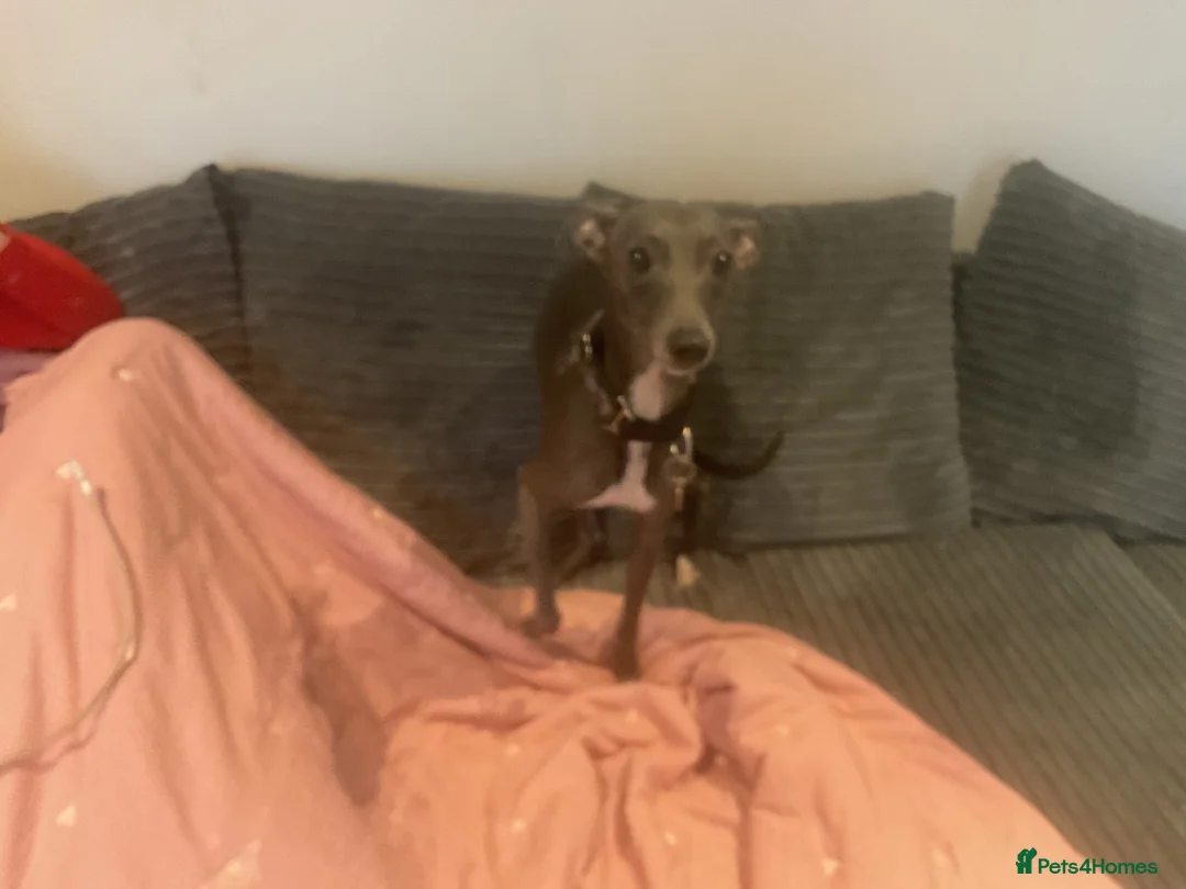 Italian Greyhound dogs for sale: Italian Greyhound, Poppy. - Advert 3