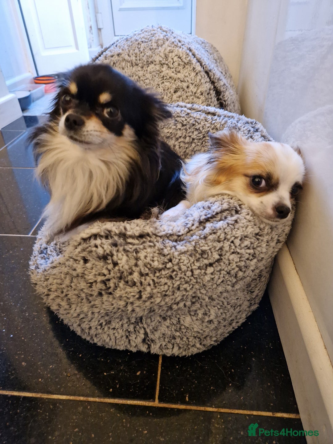 Chihuahua dogs for sale: Chihuahuas puppy's   - Image 38