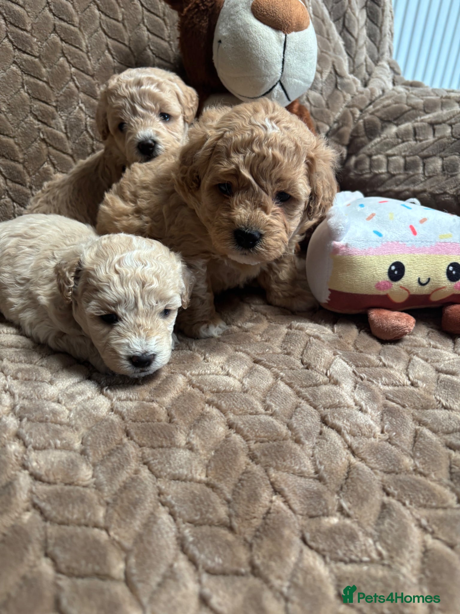 Maltipoo dogs F1 maltipoo  - Advert 1