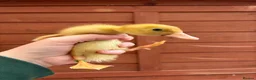 Ducks poultry for sale: Indian Runner Ducklings  - Advert 6