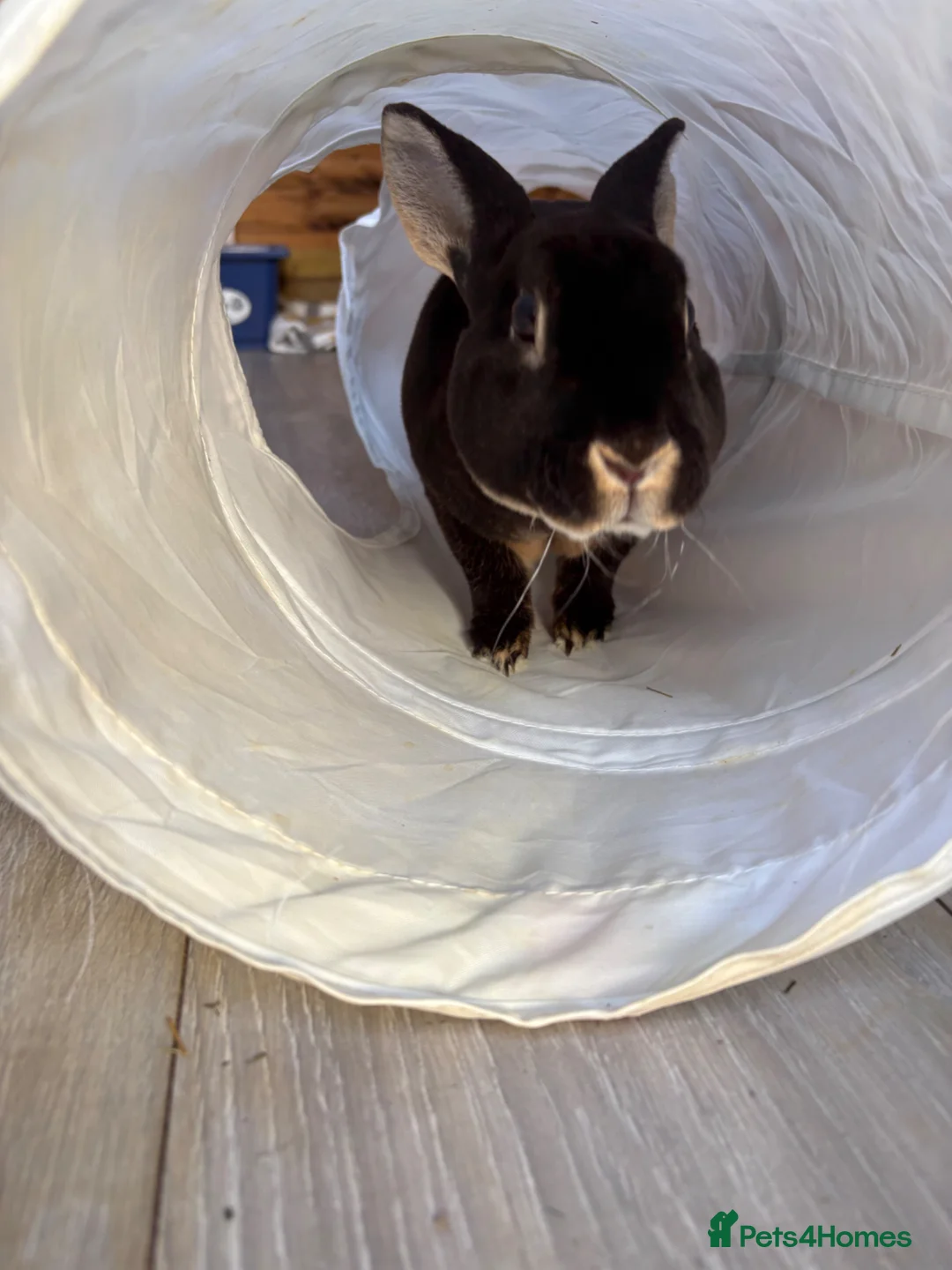 Rex rabbits for sale: Beautiful mini rex up for adoption  - Advert 1