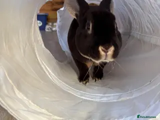 Rex rabbits Beautiful mini rex up for adoption - Advert 8