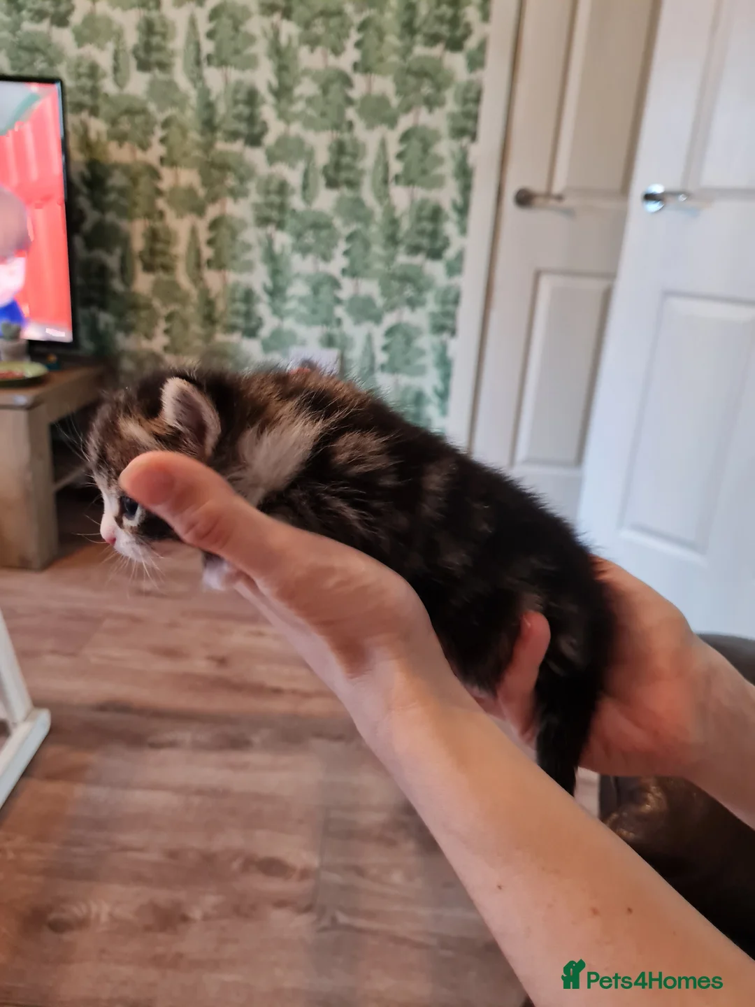 Mixed Breed cats for sale: Fluffy cute chunky kittens! - Advert 6