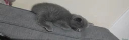 Mixed Breed cats for sale: Three beautiful mixed kittens looking for home - Advert 11