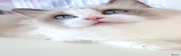 Ragdoll cats for sale: INDOOR FULL PEDIGREE 4 YEARS RAGDOLL FEMALE CAT - Advert 13