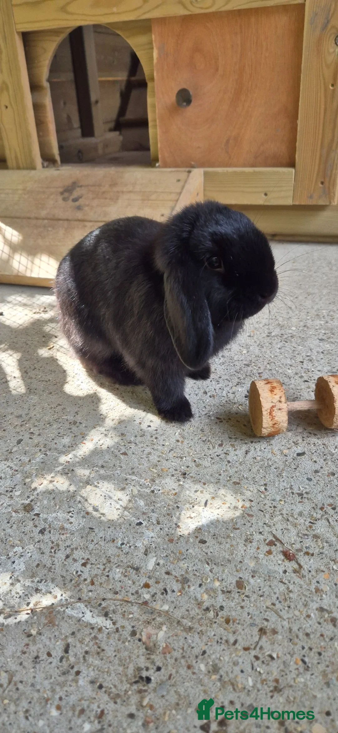 Mini Lop rabbits for sale: READY NOW - Gorgeous Mini Lop Bucks in Ashford - Advert 11