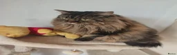 Norwegian Forest Cat cats for sale: Our sweet Norwegian forest cat boy  - Advert 6