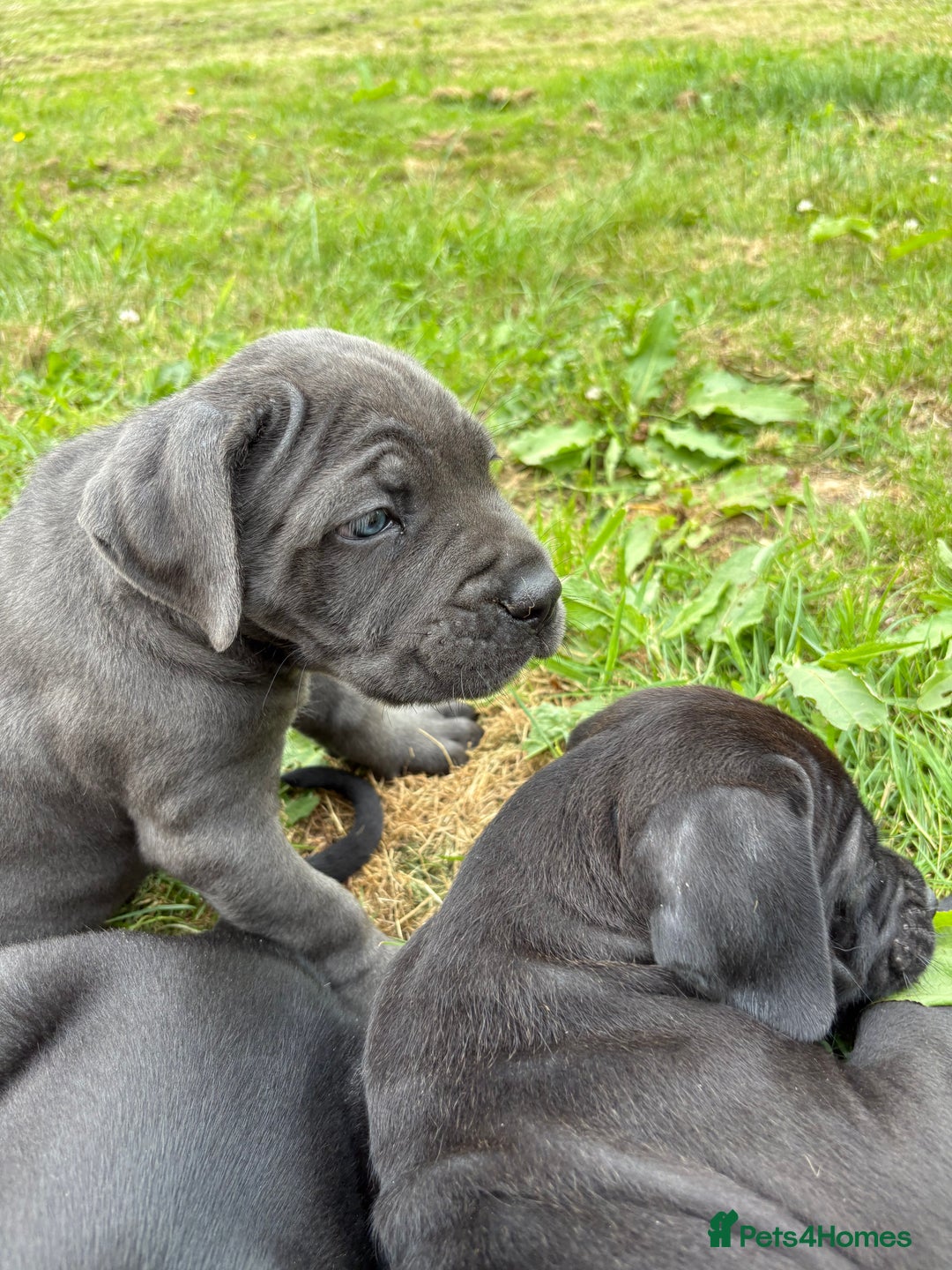 Cane Corso dogs for sale: Beautiful cane Corso puppies  - Image 15
