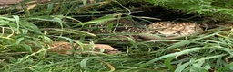 Quail poultry for sale: Baby quail ready for new home in Wells - Advert 1