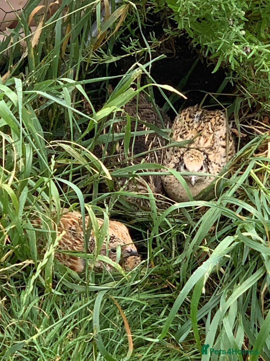 Quail poultry for sale: Baby quail ready for new home in Wells - Advert 1