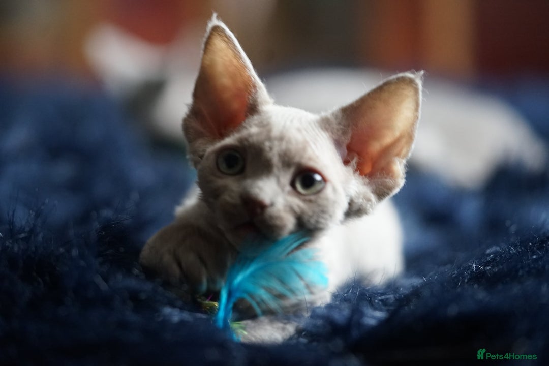 Devon Rex cats for sale: Ravel 💜male Devon Rex ( Reserved) - Advert 35