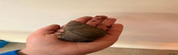 Snails invertebrates for sale: Giant African Land Snail  - Advert 7