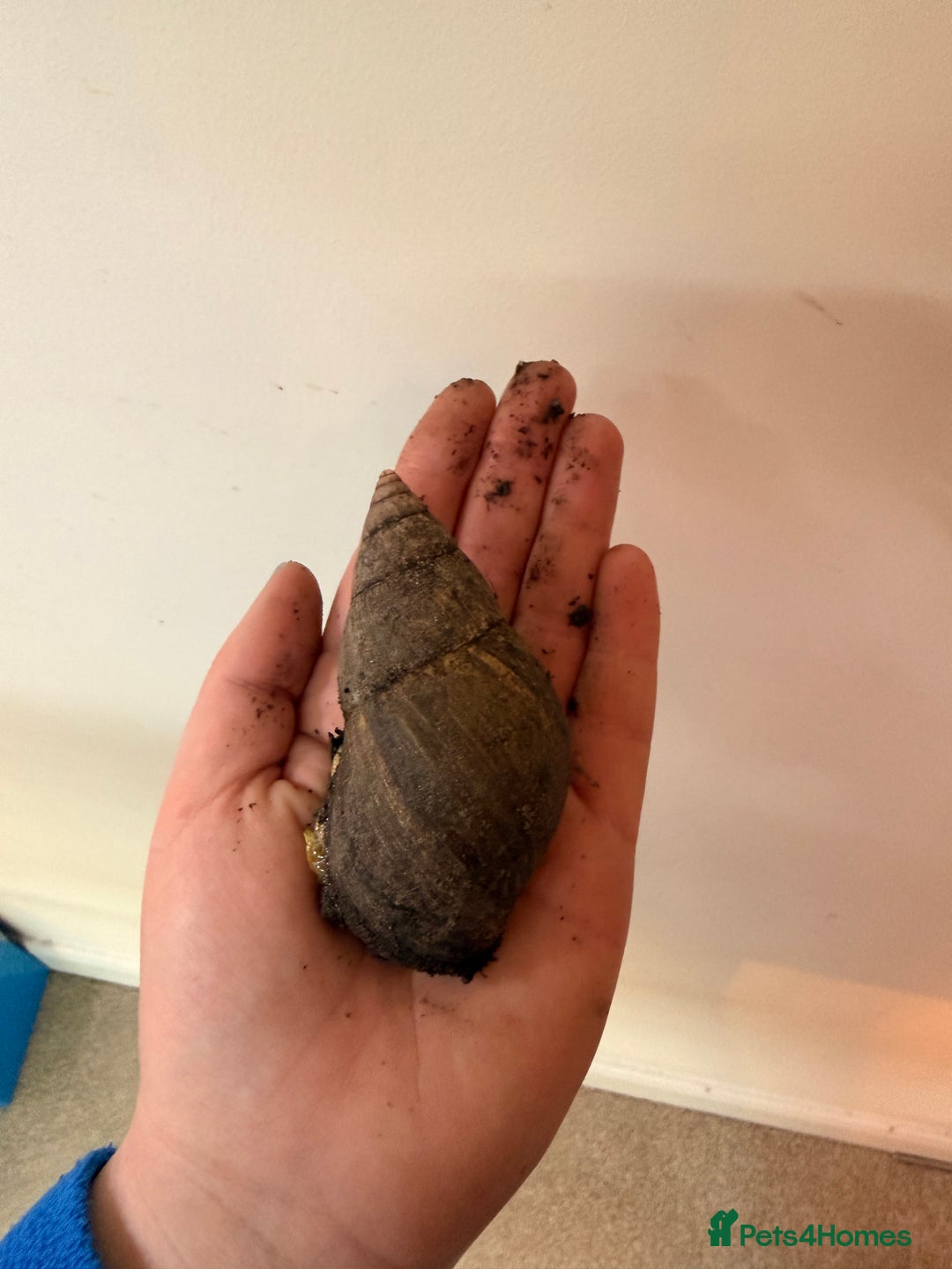 Snails invertebrates for sale: Giant African Land Snail  - Advert 7