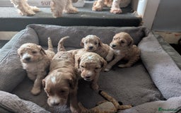 Cavapoo dogs for sale: Cavapoo puppies  - Image 10