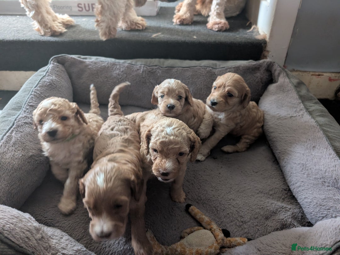 Cavapoo dogs for sale: Cavapoo puppies  - Image 10