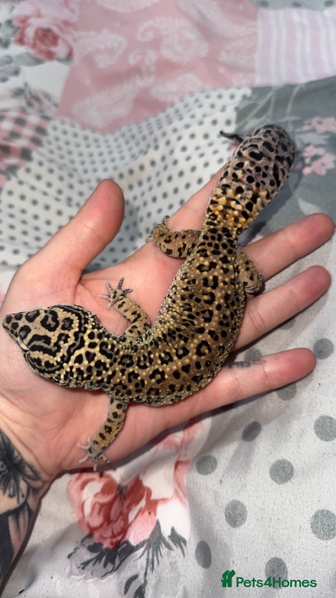 Leopard Gecko reptiles Babies and adult leopard geckos   - Advert 14