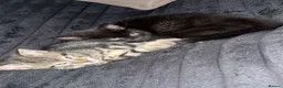 Mixed Breed cats for sale: Black Male Kitten - Advert 1