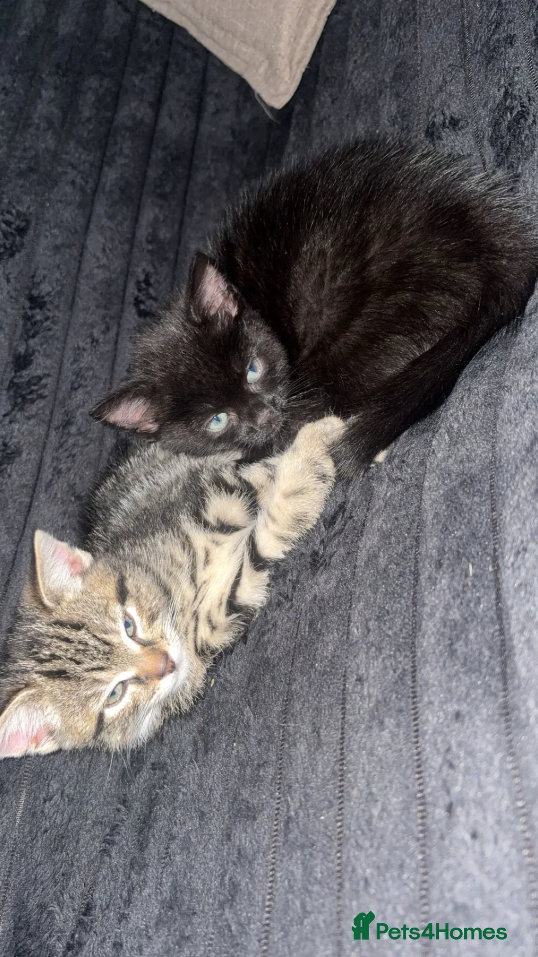 Mixed Breed cats for sale: Black Male Kitten - Advert 1