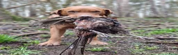 Labrador Retriever dogs for sale: Exquisite Fox Red KC Labrador Puppies  - Advert 4