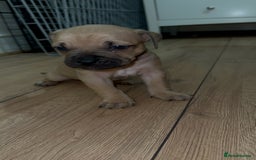 Cane Corso dogs for sale: Cane Corso Puppies for Sale - Image 4