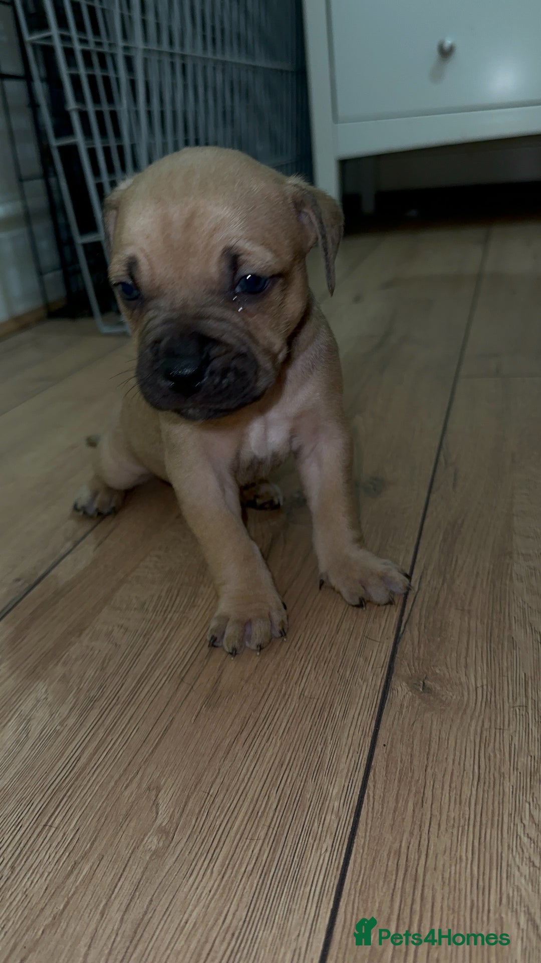 Cane Corso dogs for sale: Cane Corso Puppies for Sale - Image 4