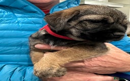 Border Terrier dogs for sale: Border Terrier Pups -Beautiful Pedigree  - Image 3