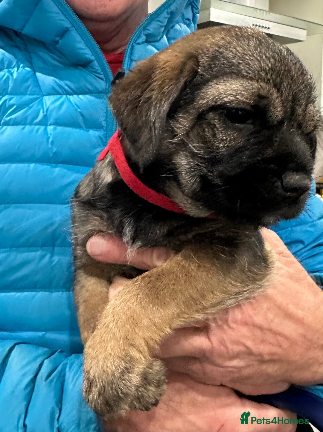 Border Terrier dogs for sale: Border Terrier Pups -Beautiful Pedigree  - Image 3