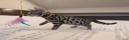 Bengal cats for sale: 🖤🤎 Gorgeous Bengal Kittens 🤎🖤 - Advert 9