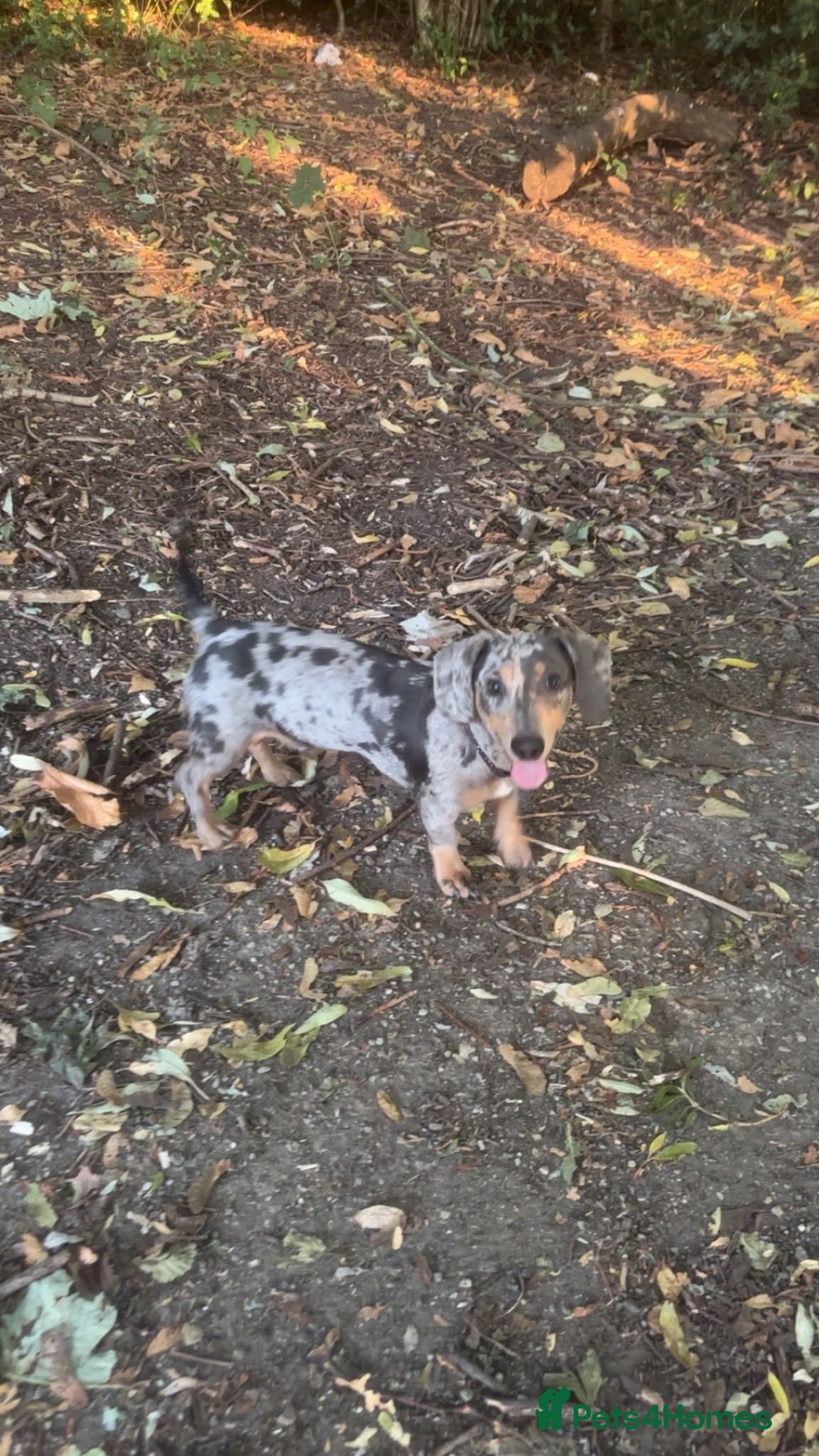 Miniature Dachshund dogs Marvin - Advert 2