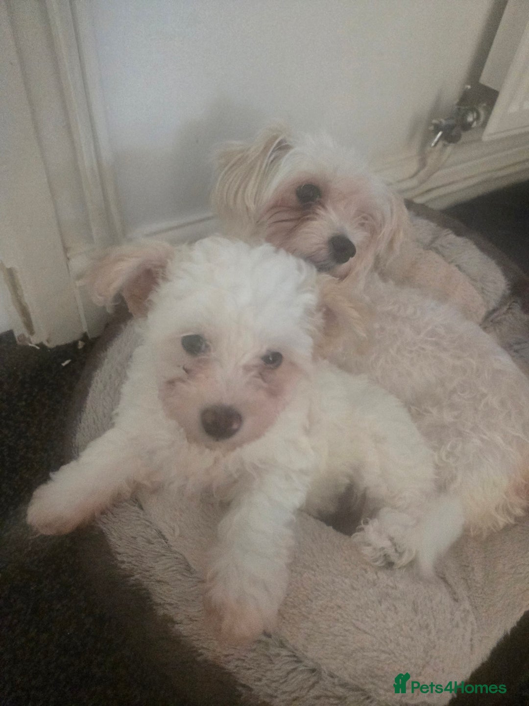 Maltese dogs for sale: Beautiful Maltese Puppy – Child & Cat Friendly - Advert 8